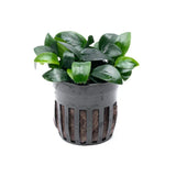 Anubias Nana Bonsai