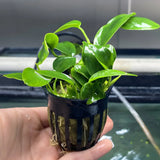 Anubias Nana