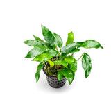 Anubias 'Short and Sharp' – Pot