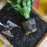 Tierra para macetas para plantas de interior - Puck