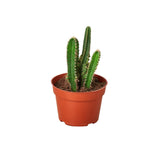 Cactus del castillo de hadas