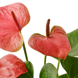 Anturio 'Rosa' 
