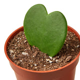 Hoya cariñosa