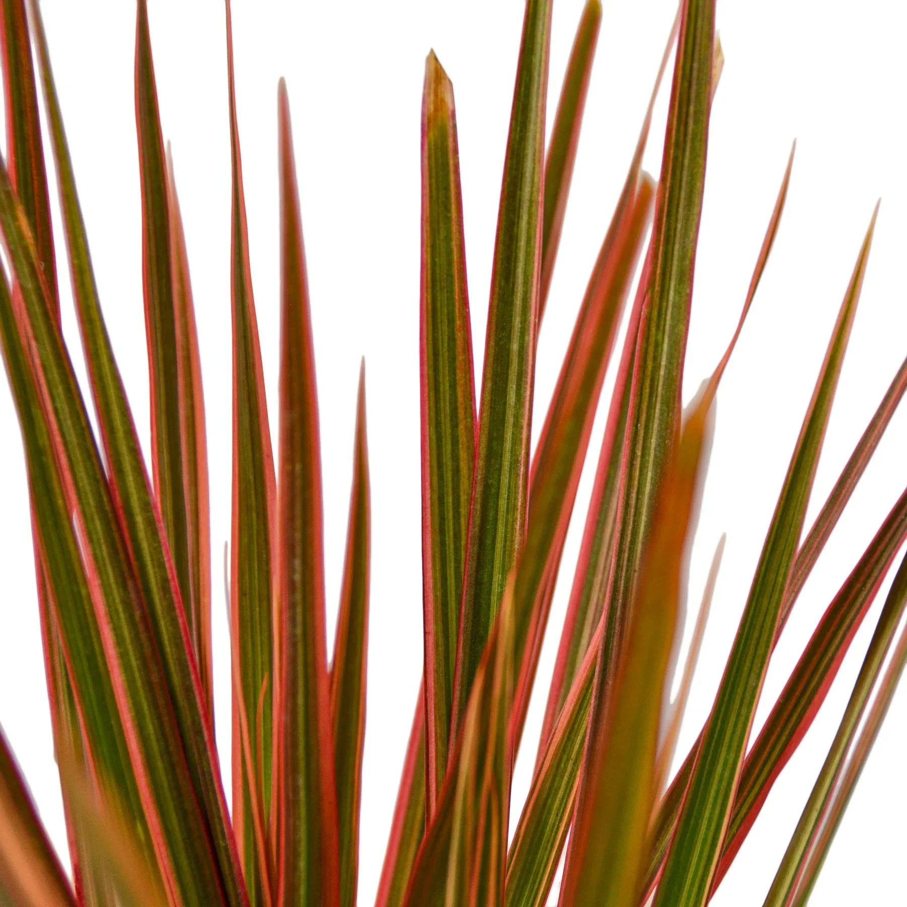 la dracaena Dracaena 'Colorama' – La Tierra Bendita