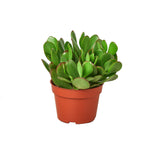 Crassula suculenta 'Jade'