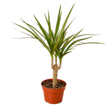 Dracaena Marginata Cane - 4" Pot - NURSERY POT ONLY