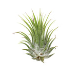 Tillandsia Planta de Aire Ionantha - Paquete de 25