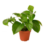 Pothos 'Reina Verde'