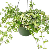 English Ivy 'Kolibre'