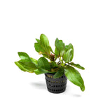 Echinodorus Red Rubin – Pot