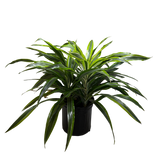 Dracaena 'Lemon Lime'