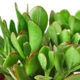 Crassula suculenta 'Jade'