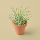 Tillandsia Ionantha Guatemala, planta aérea con terracota
