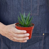 Haworthia de tabla de lavar de hadas