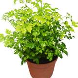 Radermachera 'China Doll' - 6" Pot