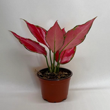 Chinese Evergreen 'Ruby Garuda'