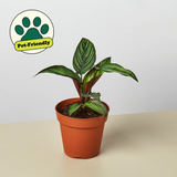 Calathea 'Estrella de belleza'