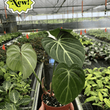 Philodendron Gloriosum