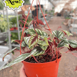 Begonia Rex Vine - 6" Pot