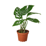 Monstera Adansonii 'Swiss Cheese'