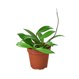 Hoya 'Publicalyx' - 4" Pot - NURSERY POT ONLY