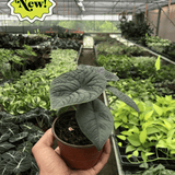 Alocasia 'Melo'