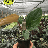 Anthurium 'Radicans x Luxurians'