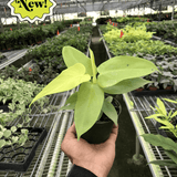 Philodendron 'Gold Violin'