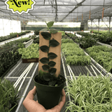 Rhaphidophora 'Hayi' (Shingle Plant)