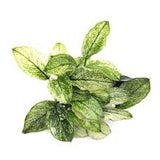Anubias Nana Pinto
