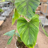 Philodendron PlowManii