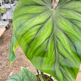 Philodendron PlowManii