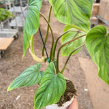 Philodendron PlowManii