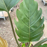 Philodendron Caramel Pluto