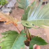 Philodendron Caramel Pluto
