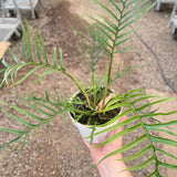 Philodendron 'Tortum'
