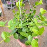Hoya Cumingiana