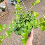 Hoya Cumingiana