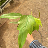 Philodendron Mayoi
