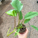 Philodendron Mayoi