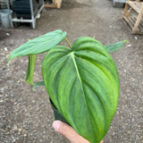 Filodendro 'Mcdowell'