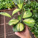 Hoya Obovata inversa
