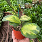 Hoya Obovata inversa