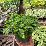 Peperomia Deppeana