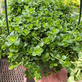Peperomia Deppeana