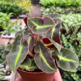 Begonia 'Striped'
