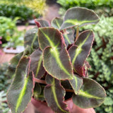 Begonia 'Striped'