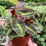 Begonia 'Striped'