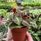 Begonia 'Striped'