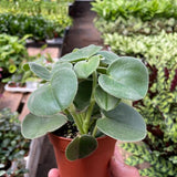 Peperomia 'Felted'